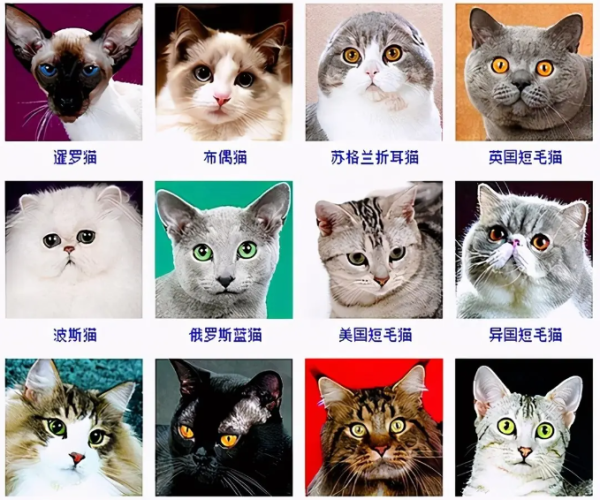 Come here to understand the characteristics and precautions of different cat stars~