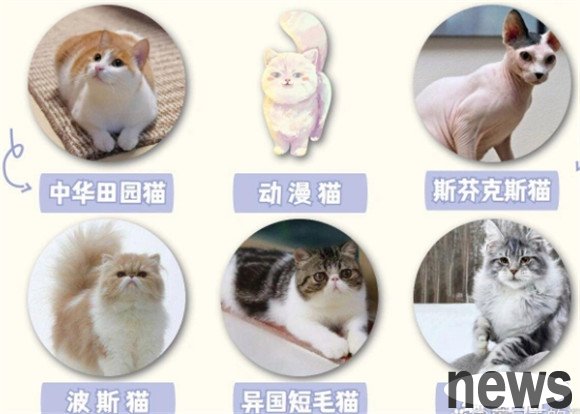 A complete analysis of cat breeds｜A must-have guide for raising cats｜
