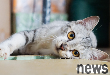 A cat that looks 