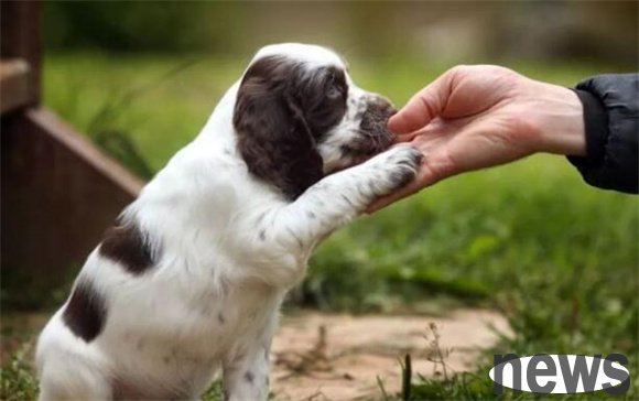What kind of dogs need more pet training? I ll give you an answer in one article!