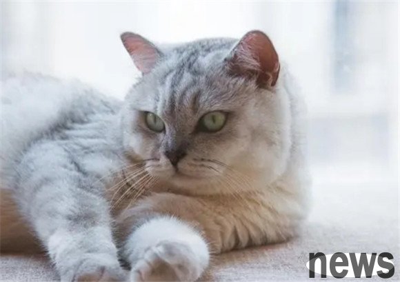 After raising a cat for a long time, I will know why these symptoms occur.