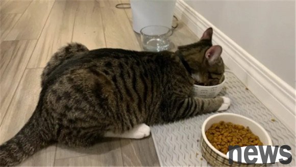 Cat liver protection strategy