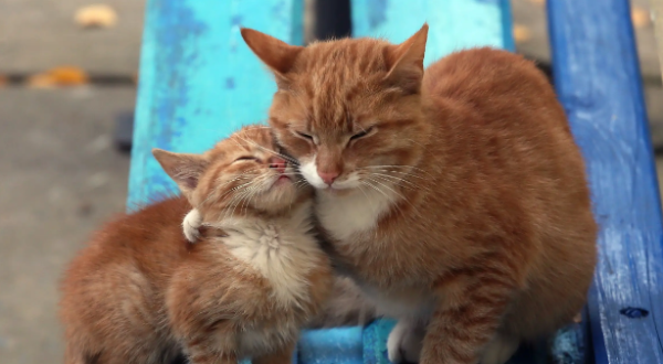 Do cats want to have a companion? Here, the answer can be found