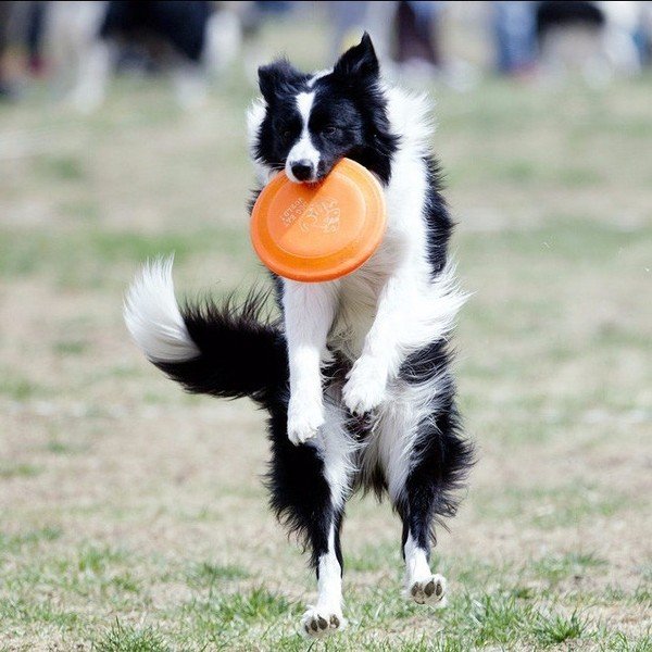 Sharing useful information, don’t miss it! These dogs are very difficult to train, so choose carefully!