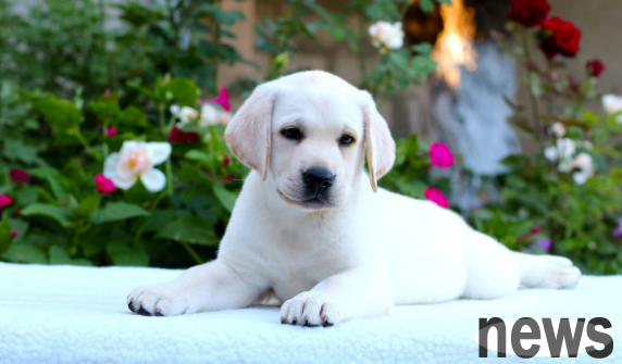 Things you need to know about raising a dog: What should you do if your dog suddenly stops eating?