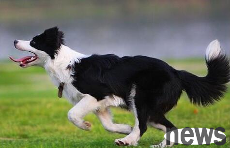 Which dogs are suitable for exercising with their owners? Come and take a look!