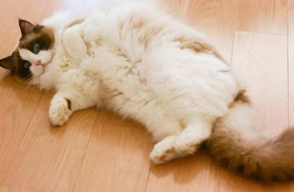 Insurance Daily: Raising a pet is like raising a baby! Can buying insurance for cats and dogs save the wallets of poop collectors?