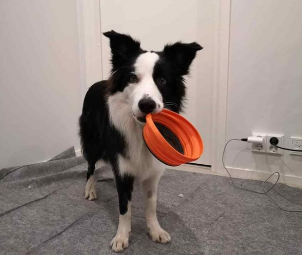 The smartest dog in the world, ranking of the top ten highly intelligent dog breeds in the world, do you have a pet dog at home?