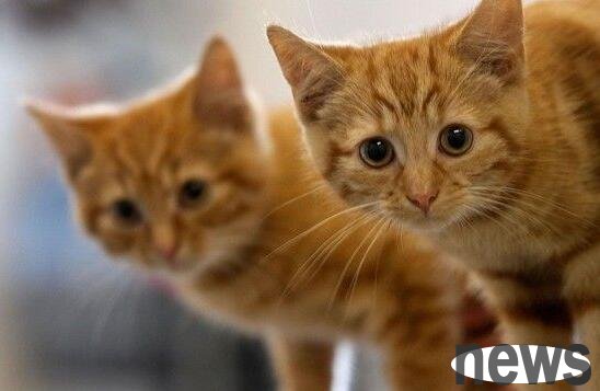 Cold case investigation in Austrian town of 52 missing cats launched