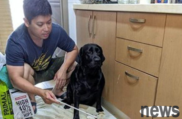 The owner criticizes the dog for doing something wrong, feels that it needs to cry in the next second, kneels down and calls daddy?