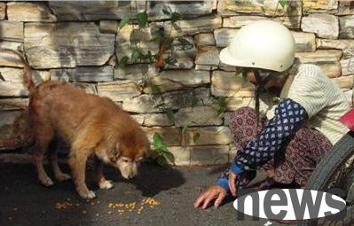 Grandma has been feeding stray cats and dogs for 18 years, hoping to raise awareness about animal rights