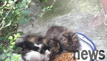 The stray cat that a netizen fed every night disappeared, and an unexpected discovery was made