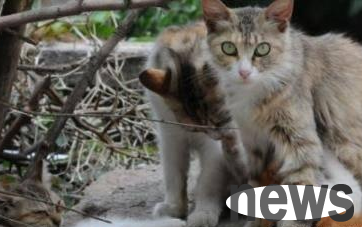 The orange cat ran away from home for a month, and its owner exclaimed when he came back!