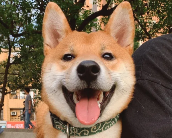 Interpretation: Failure to remove dog feces immediately when walking a dog will be investigated and punished according to law