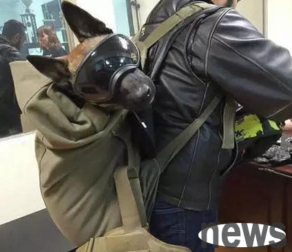 I will be a pet dog in my next life | I vow to be a dog in my next life, and I hope my shit-sweeper is you!