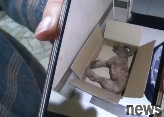 Many pet dogs in the community died mysteriously, and the property management: the police have been called!