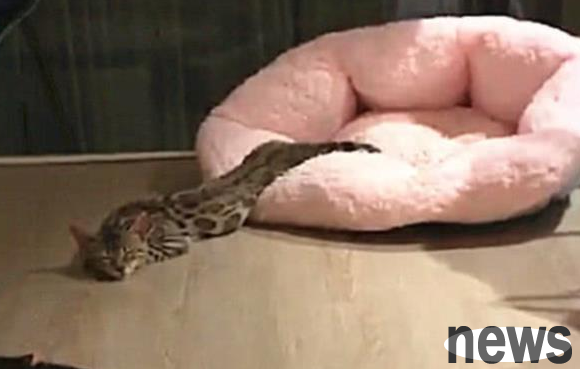 I got up in the middle of the night and found that the cat had been swallowed by a python, with only one head left.