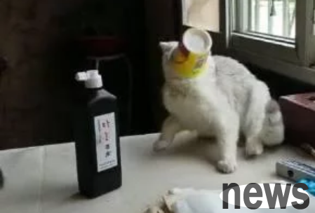 The cat secretly drank yogurt and got stuck in the mouth of the bottle. When it backed away and shook its head, it was tragic.