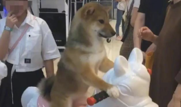 The owner paid for the Shiba Inu to ride on the merry-go-round. It looked serious: Who is not a baby yet?