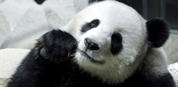 Thai insurance company will pay 15 million baht, approximately 3 million yuan, for pandas