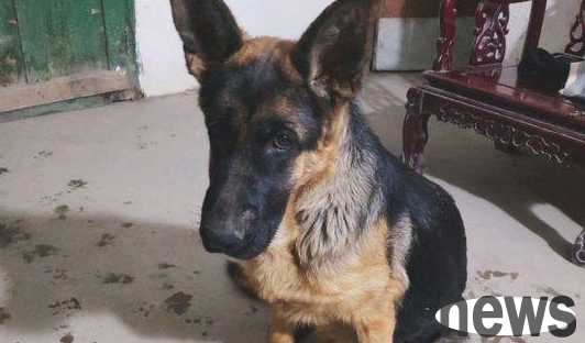 As soon as the netizen finished tidying up his home, the German Shepherd stepped on it and there were footprints everywhere. The dog said: I m still painting!