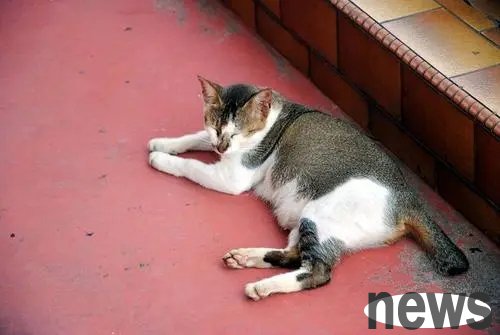 A man seeks kind-hearted people to adopt stray cats, but is scolded by everyone. Who is at fault?