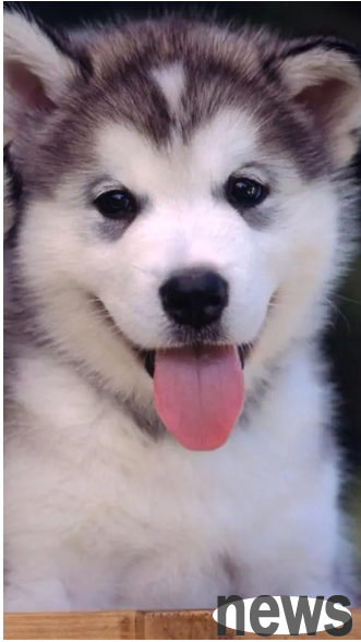 What is the name of the Queen of England s dog? | The Queen of England s dog - Her Royal Highness the Corgi