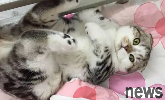 A girl took a big-faced cat for a walk, and as soon as she went out, she was surrounded by people taking pictures