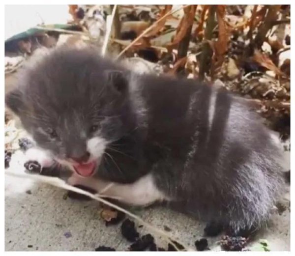 A girl rescued a kitten that was abandoned by its mother cat, but was led astray by the