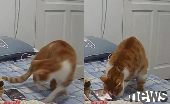 No one listened to my calls to my boyfriend, so I suspected there was a mistress! As a result, a cat s meow suddenly came out