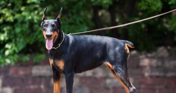 The 5 types of dogs that bite most are very gentle in appearance, but they all love to bite!