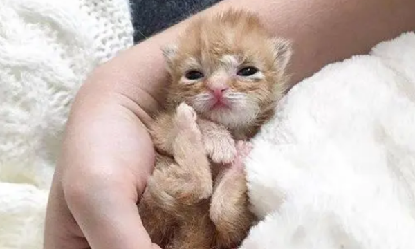 Netizens picked up a newborn kitten whose mother was missing and took care of it carefully.