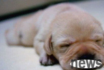 This touching movie about dogs will make you unable to hold back your tears