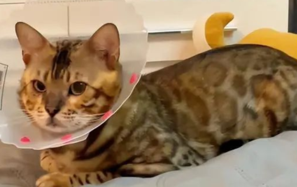 The young lady went out to eat sweet potato skins in the middle of the night and met a stray cat.