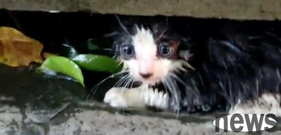 The little stray cat that ran rampant in the rain and ran away from people was brought home and was pampered