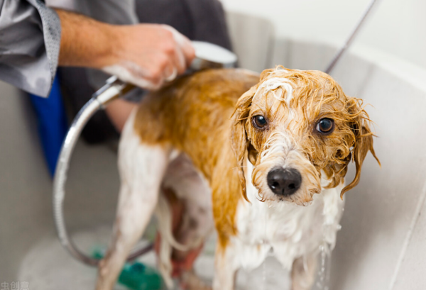 If you find a stray dog, you can call 110 to request disposal.