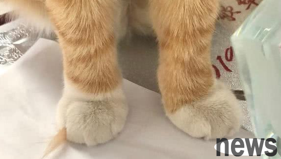 I woke up early in the morning and found that the orange cat had a bunch of hair caught between its toes.