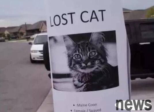 The cat unfortunately got lost, but miraculously found it home a year later. Cat: It was so hard to find you!