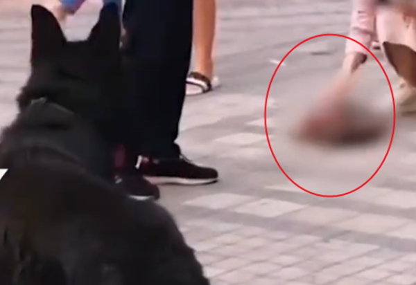 A big dog killed an unleashed Teddy, and its owner hacked the big dog to death with a knife. Witness: The scene was very vicious