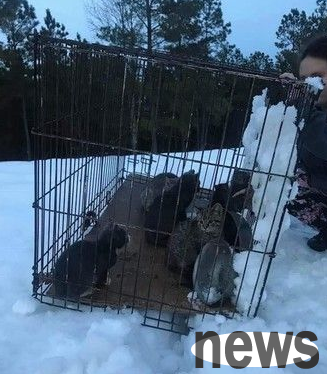 A cage of kittens was abandoned in the snow, and 12 little lives almost died in vain